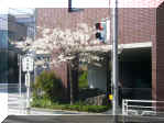 houseuenonoyama.JPG (490730 �o�C�g)